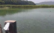  水產養殖水質檢測標準，這五個方面讓水質恢復清新